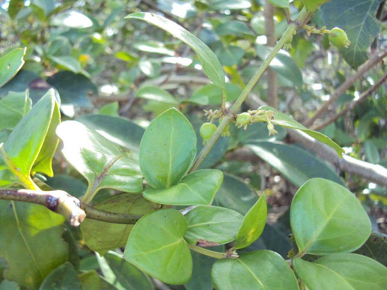 Chiococca alba 17