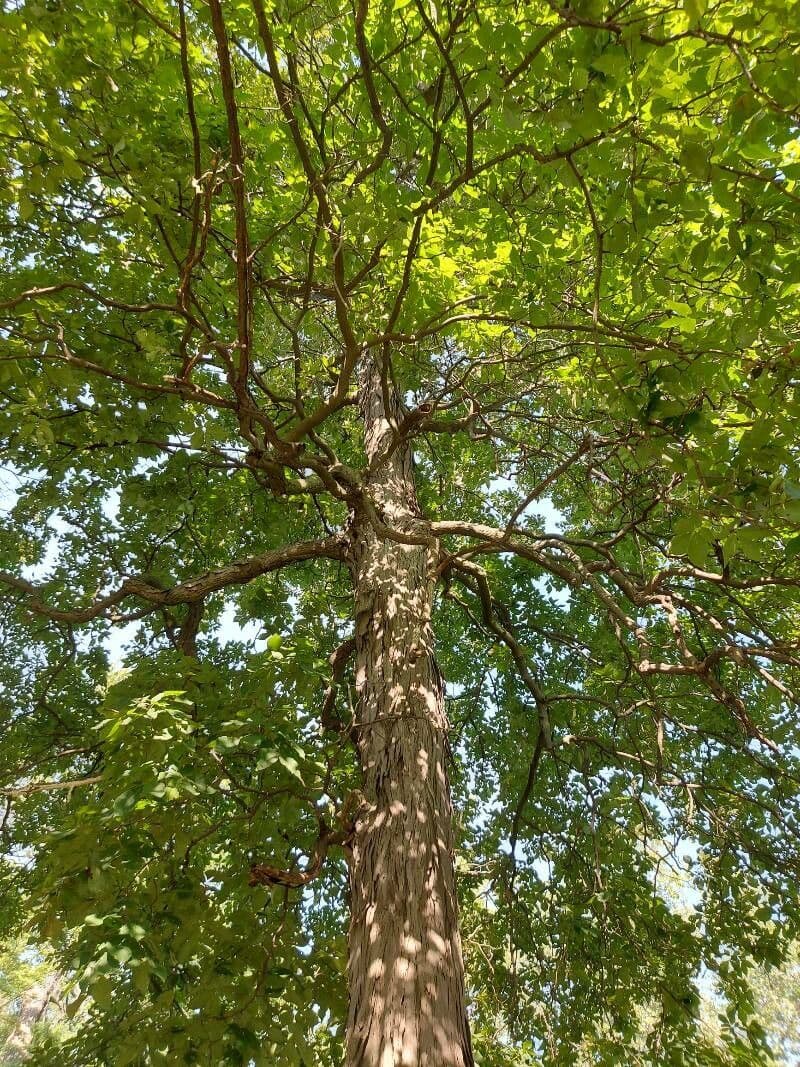 Glatter Hickory 15