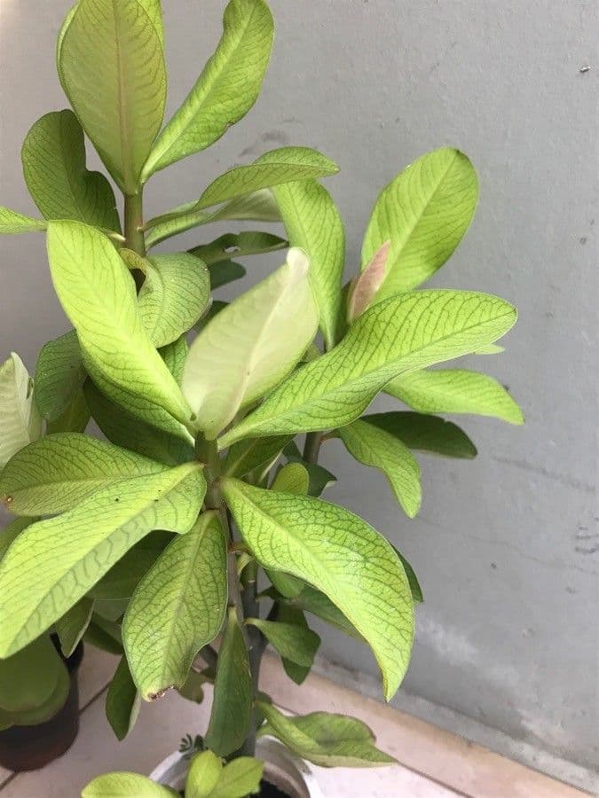 Himatanthus 4