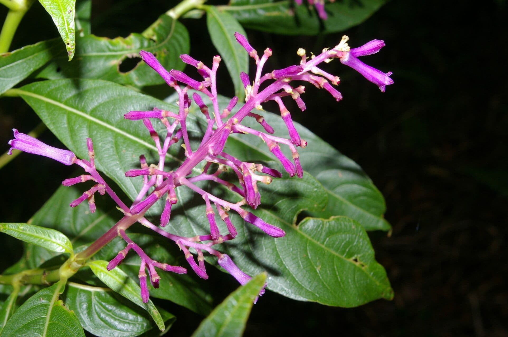 Palicourea 5