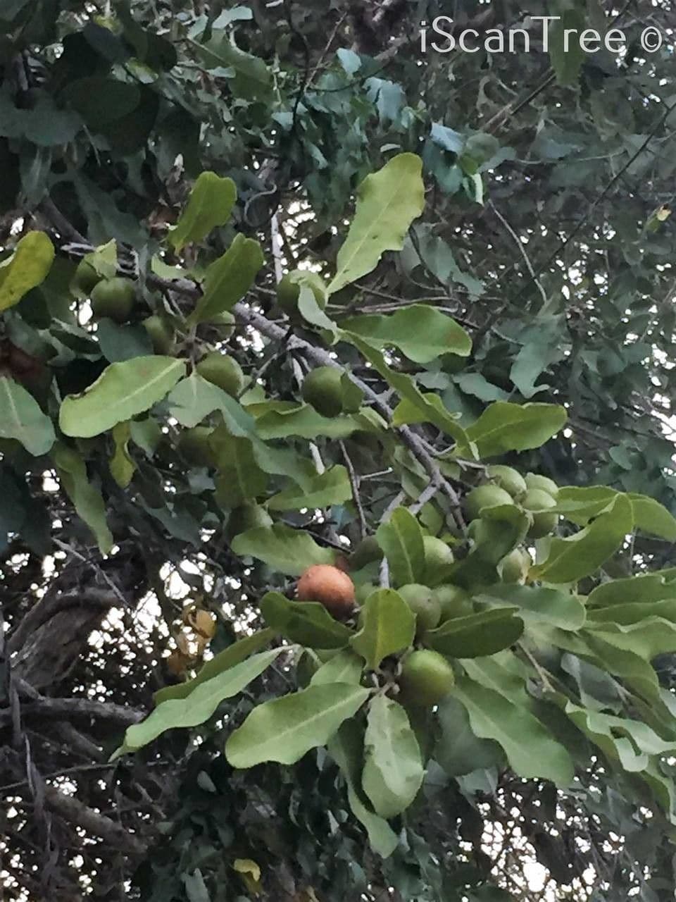 Eben mespiliformis 9