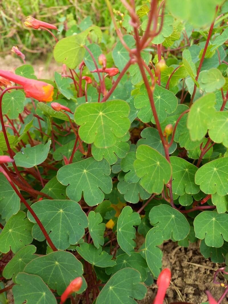 Tropaeolum 3