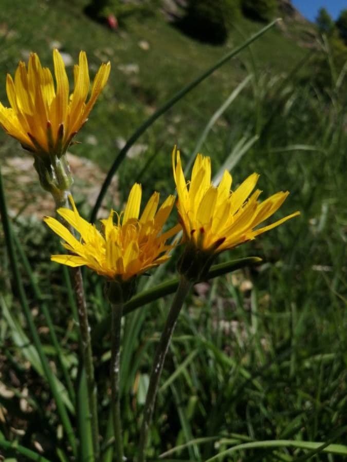 Scorzonera setolosa 4