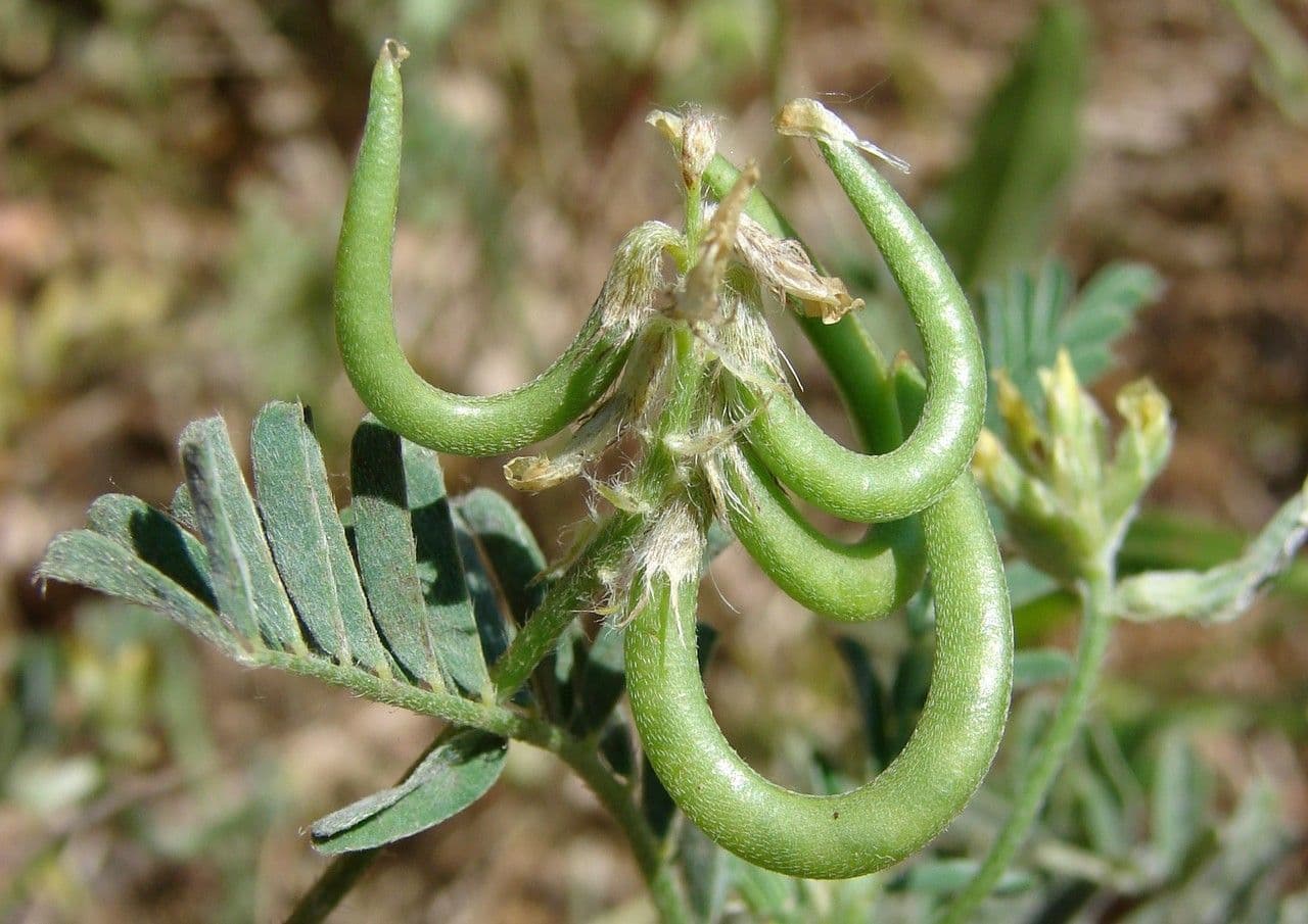 Astragalus hamosus 2