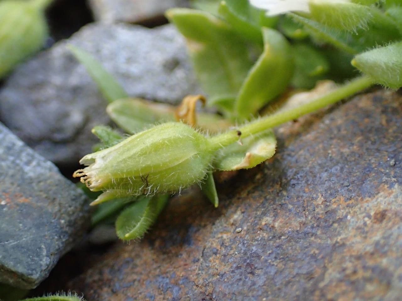 Cerastium 9