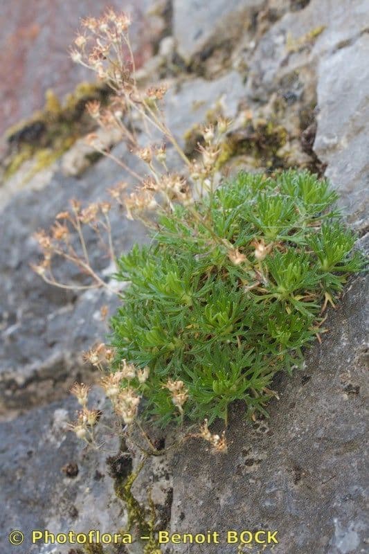 Steinbrech 2