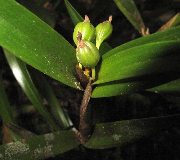 Scaphyglottis