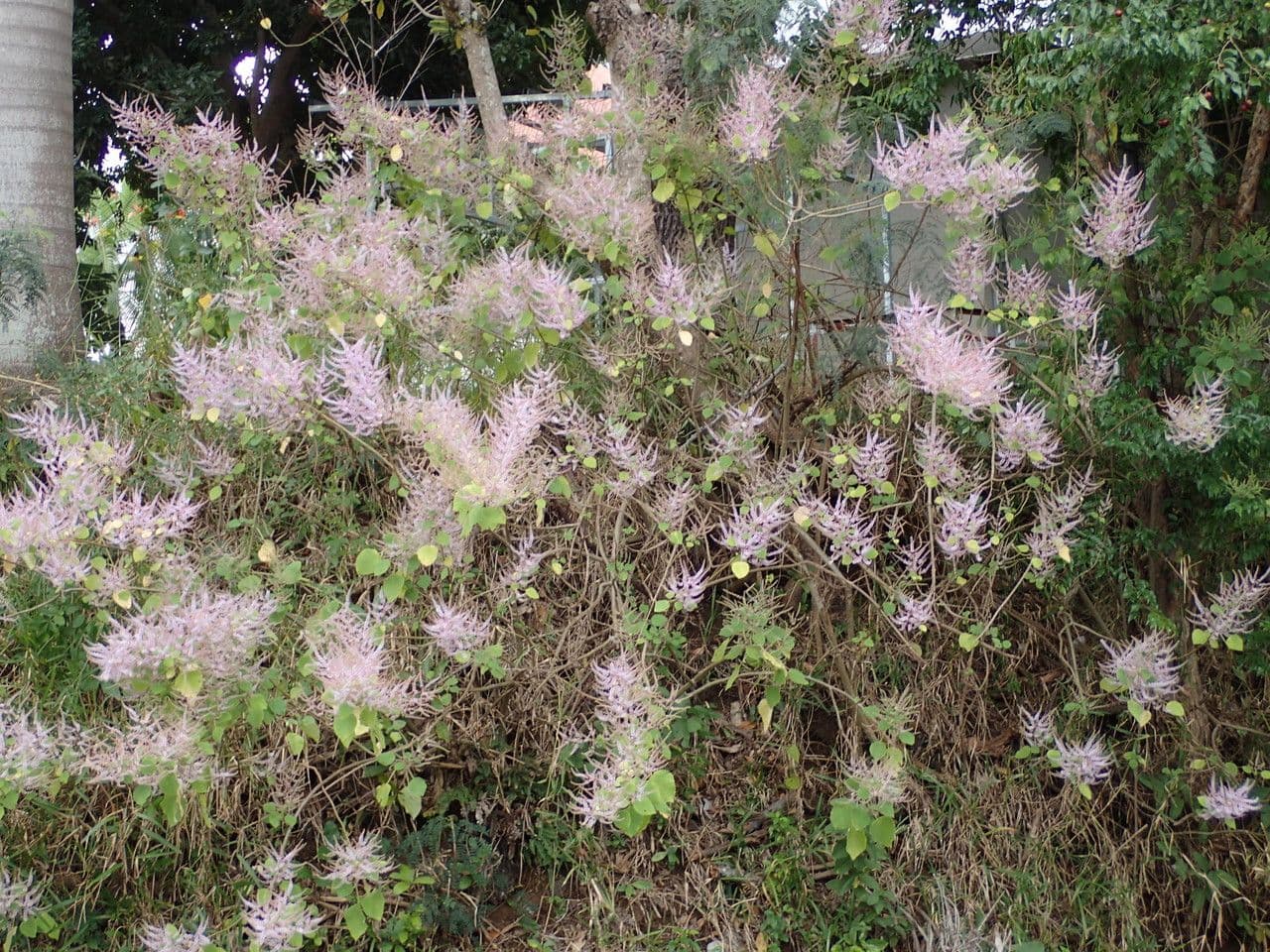 Ufer-Tetradenia 9