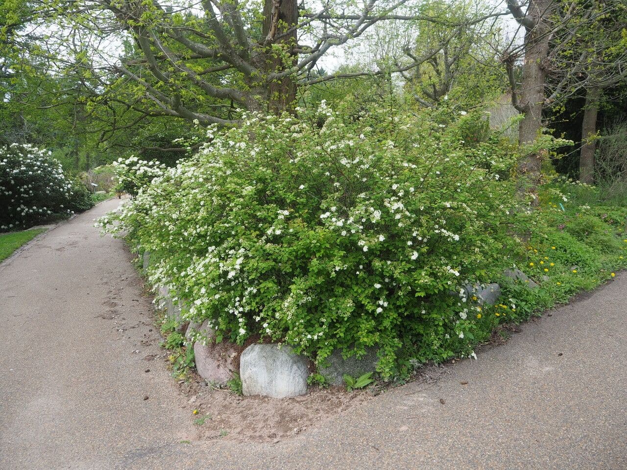 Spiraea ulmifolia 14