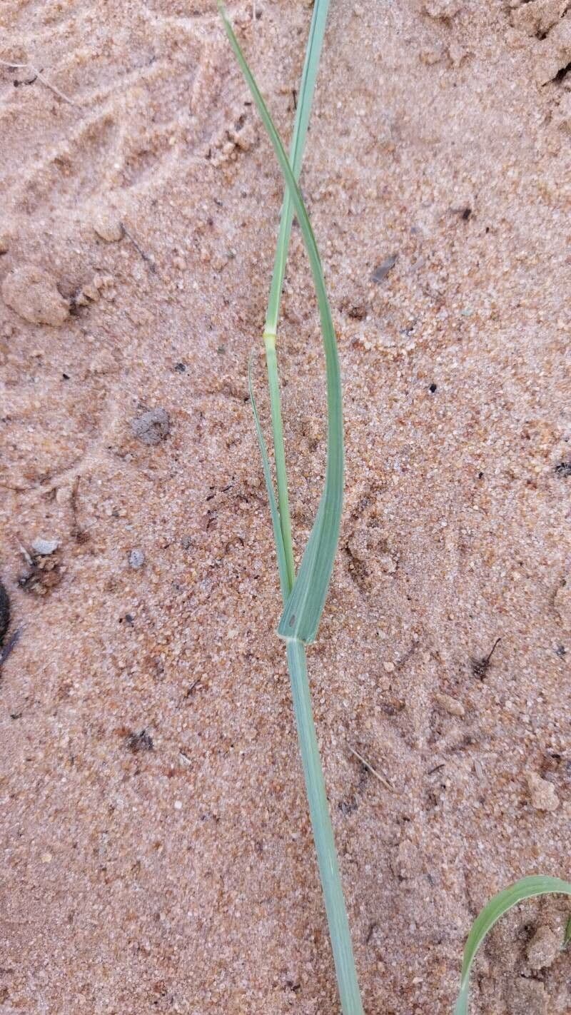 Cenchrus biflorus 19