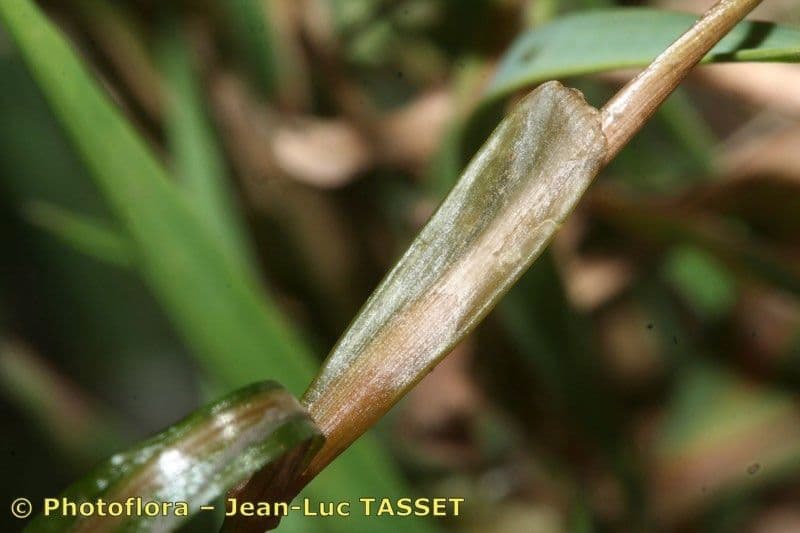 Erba-coltella ottusa 8