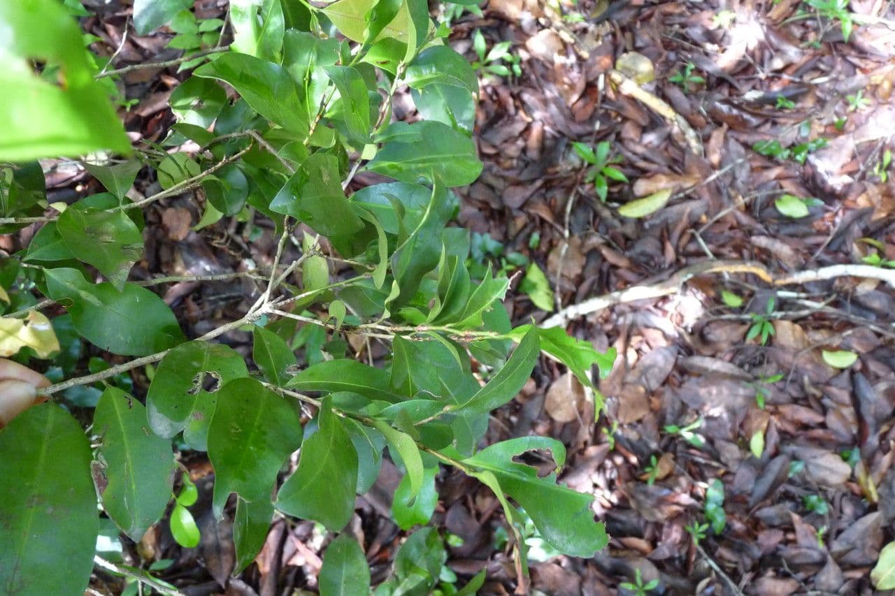 Ochna 12
