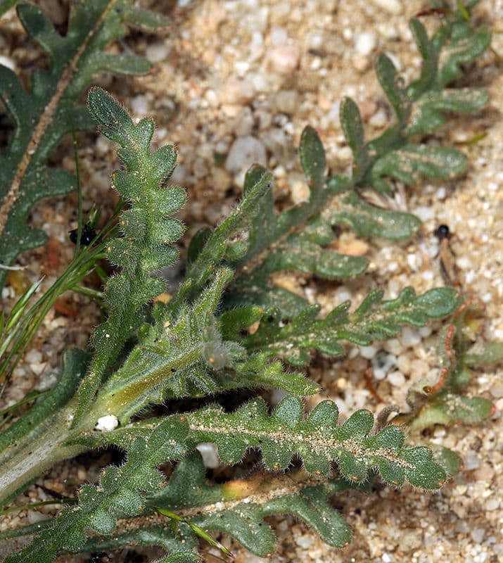 Mentzelia Veatcha 6