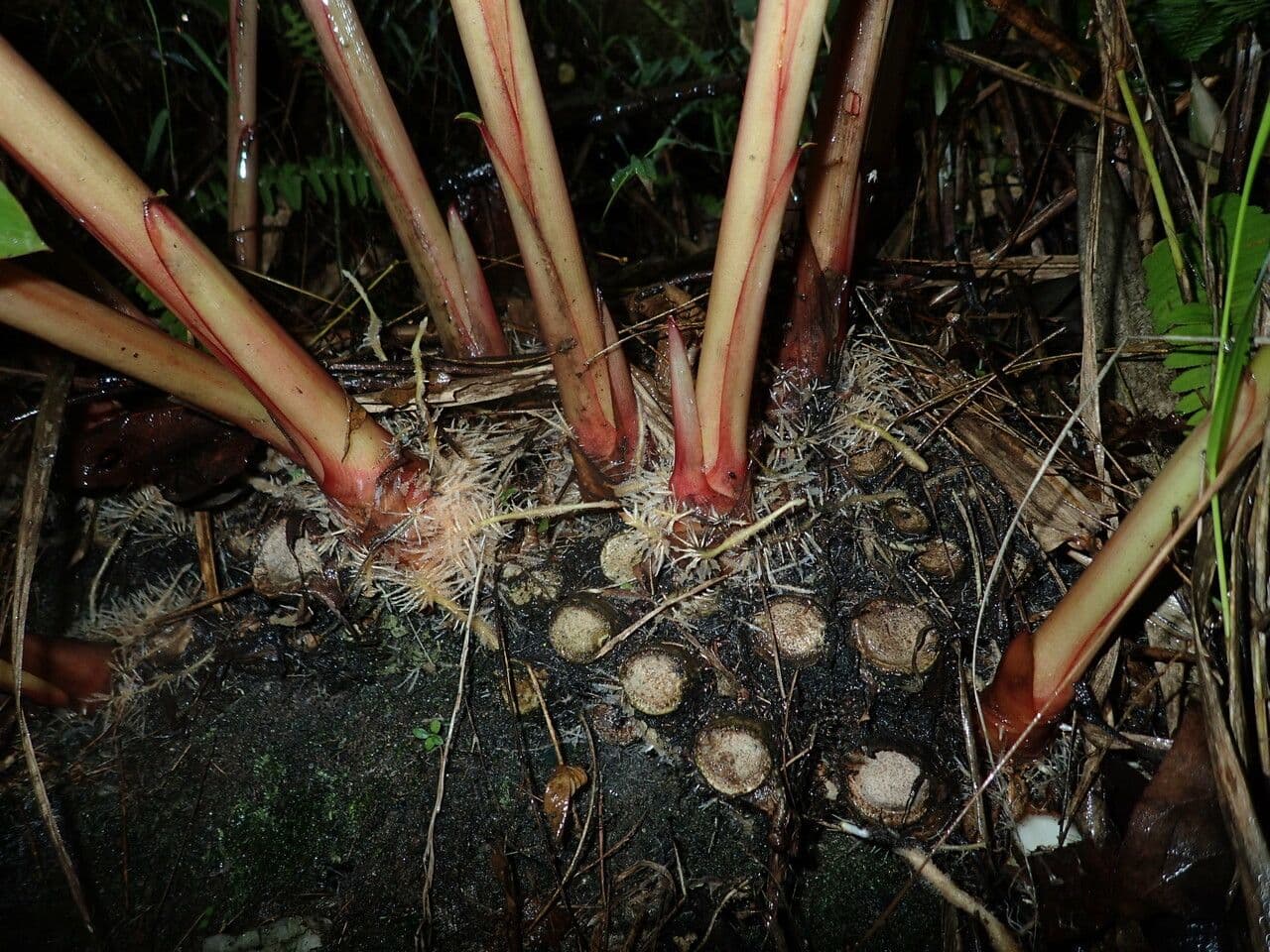 Hedychium 11