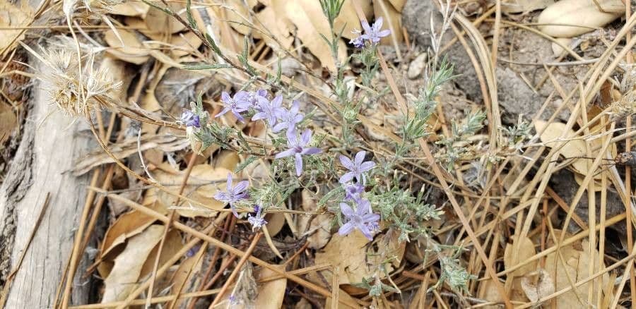 Ipomopsis trpasličia