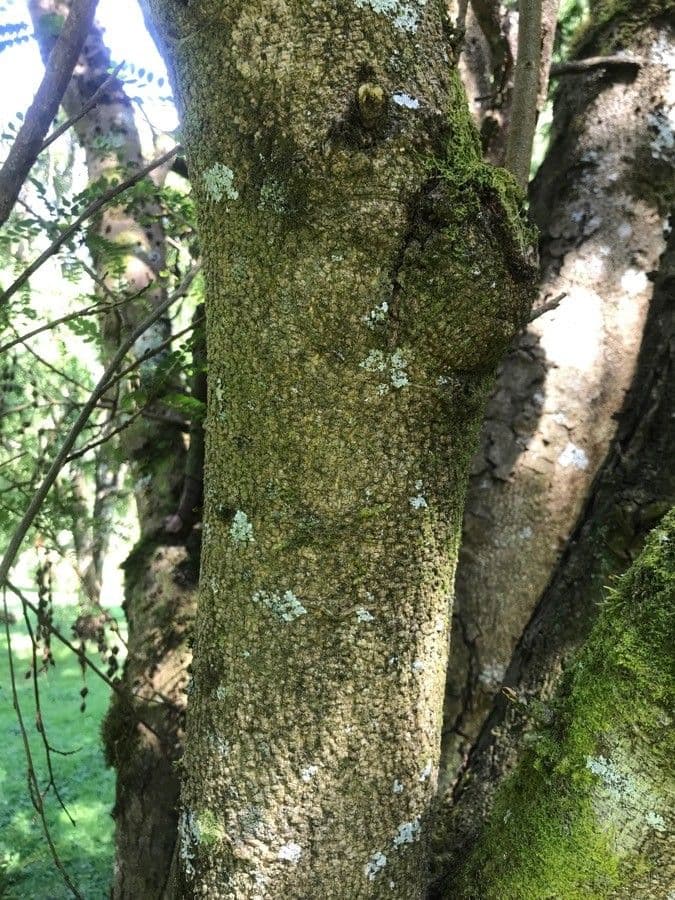 Sophora 20