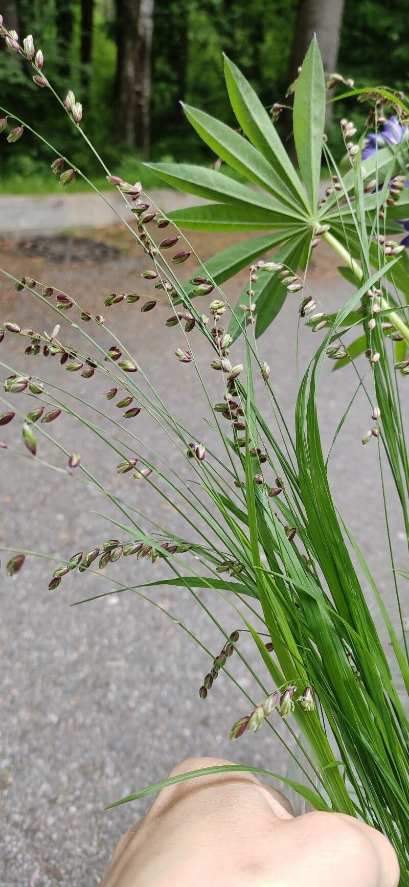 Erba perla pendula 3