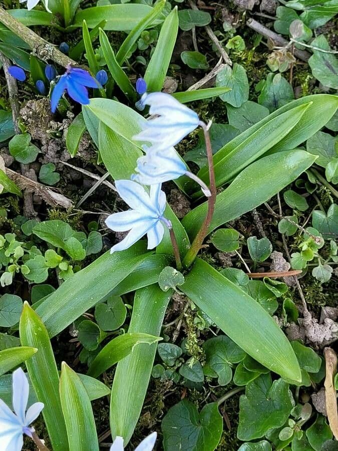 Puschkinia scilloides 10