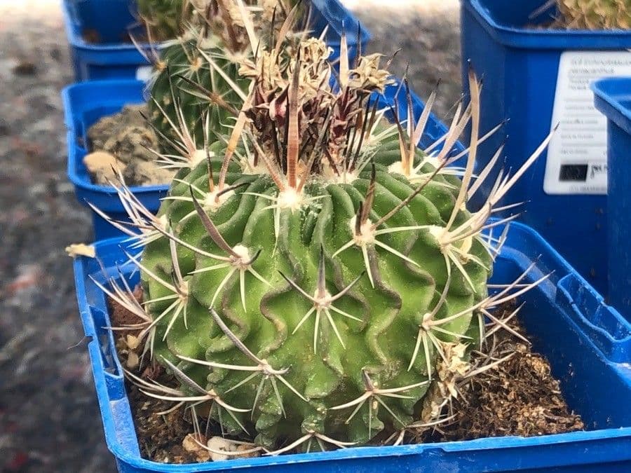 Cactus stella 3