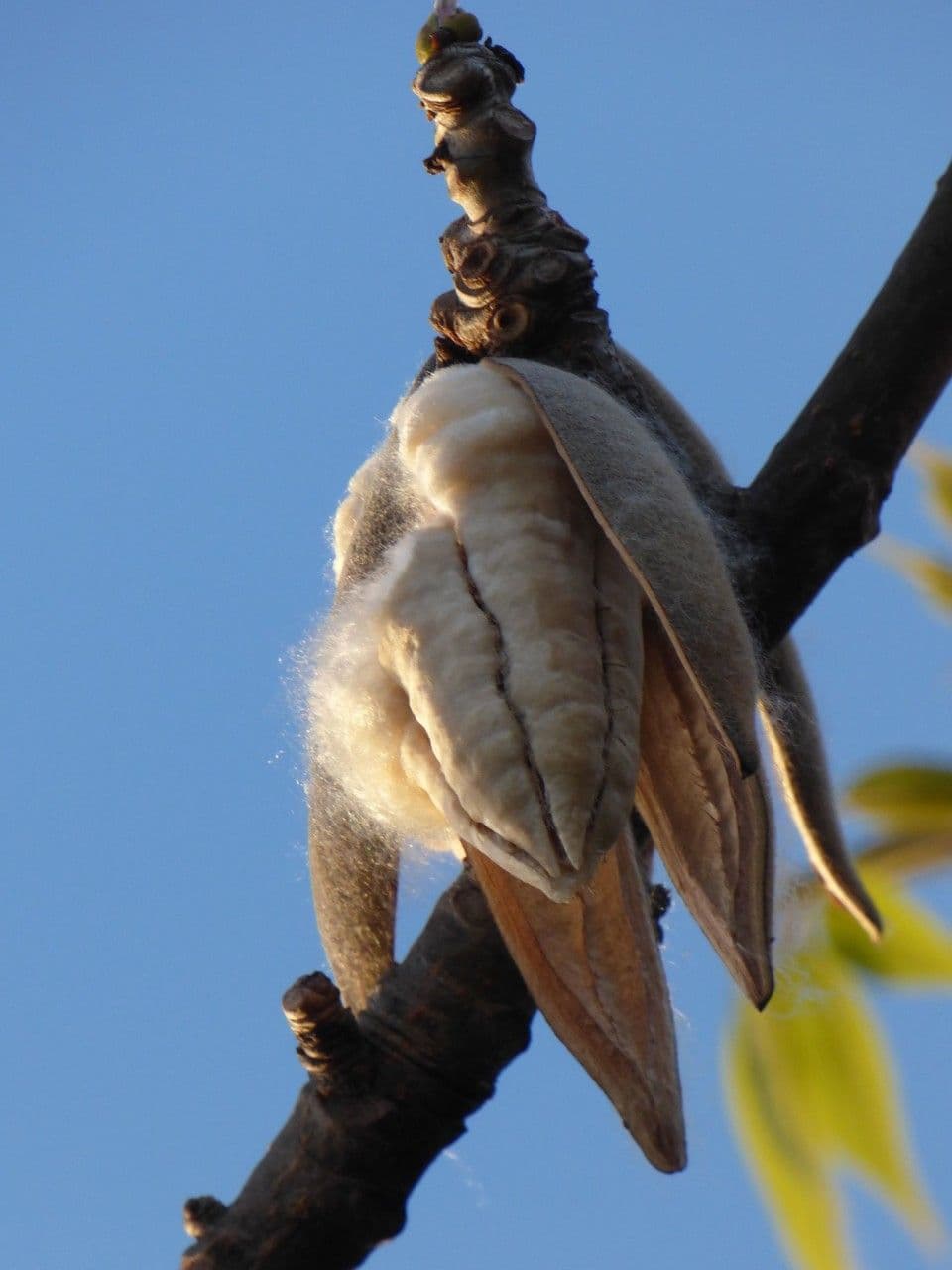 Albero del cotone 4