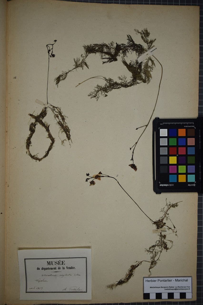 Erba vescica 25