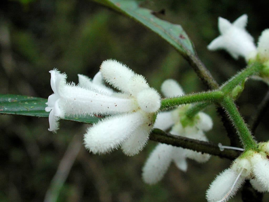Psychotria 3