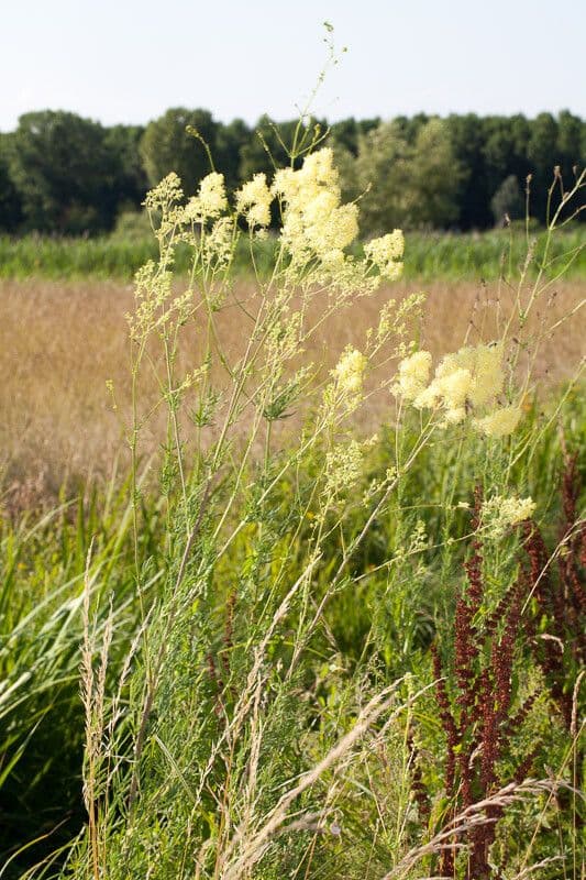 Thalictrum lucidum 10
