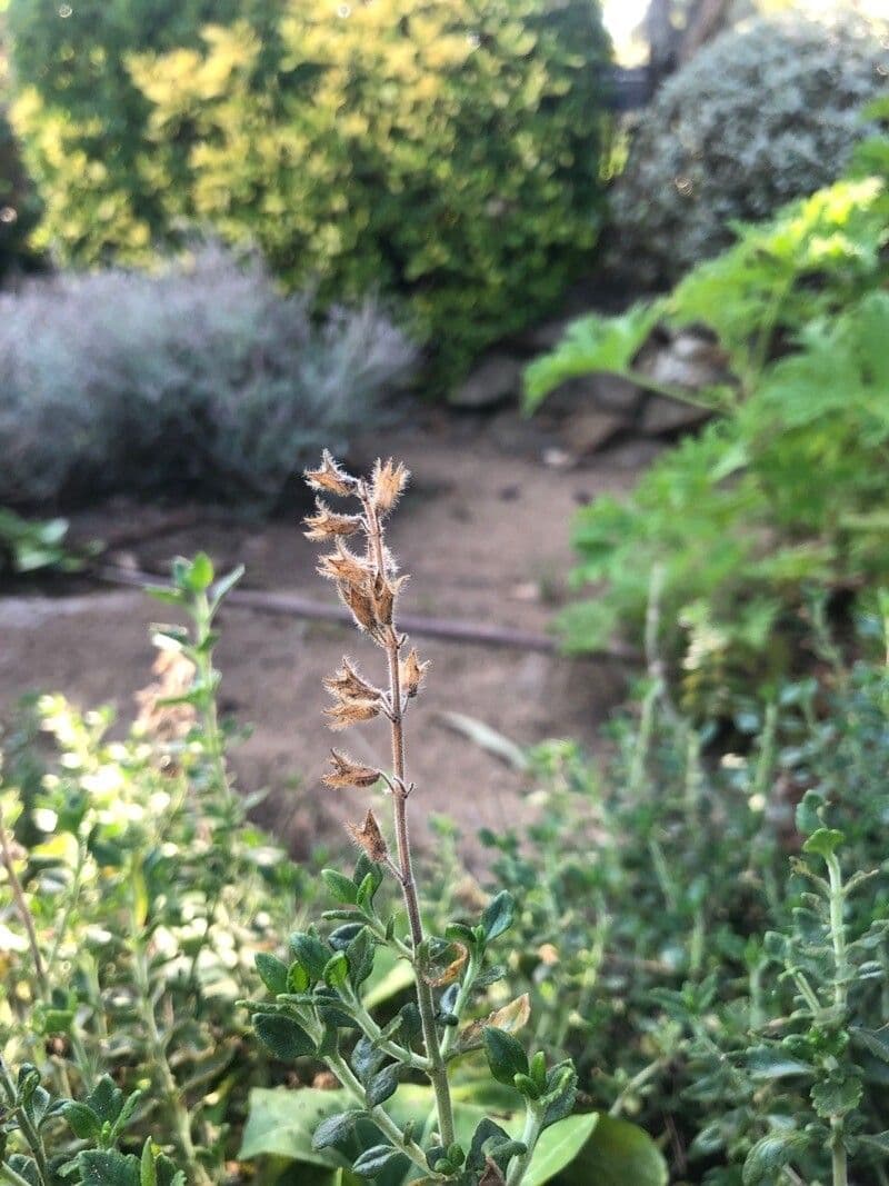 Teucrium