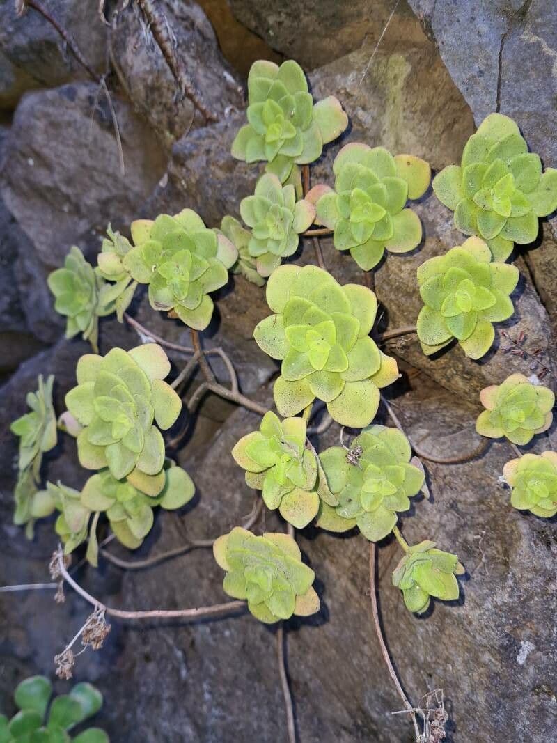 Aeonium 12