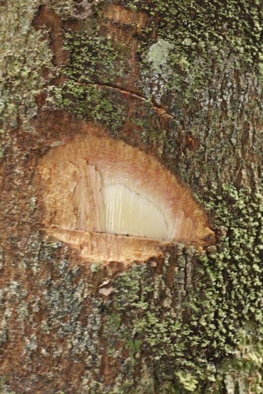 Pouteria 10