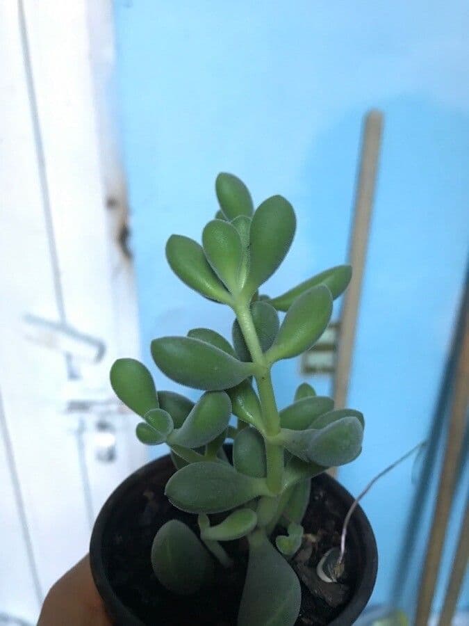 Crassula 18