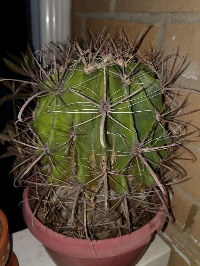 Cactus a botte di Emory 21