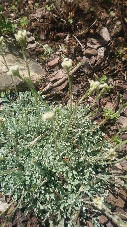Antennaria alpina 5