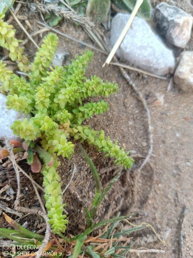 Valantia muralis 17