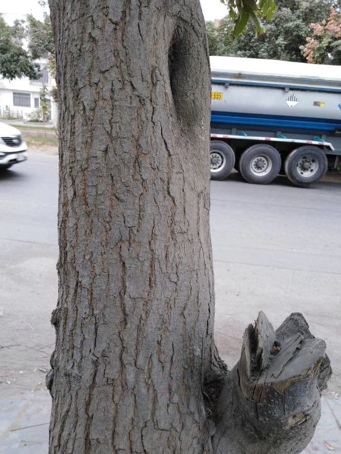 Chinesischer Lackbaum 18