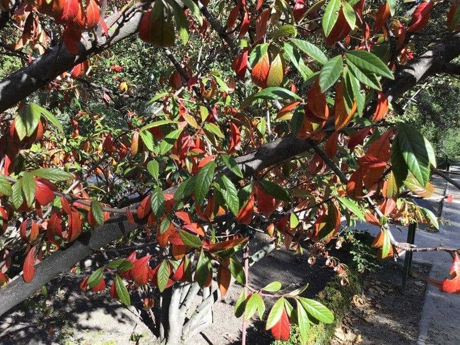 Cotoneaster de Waterer 6