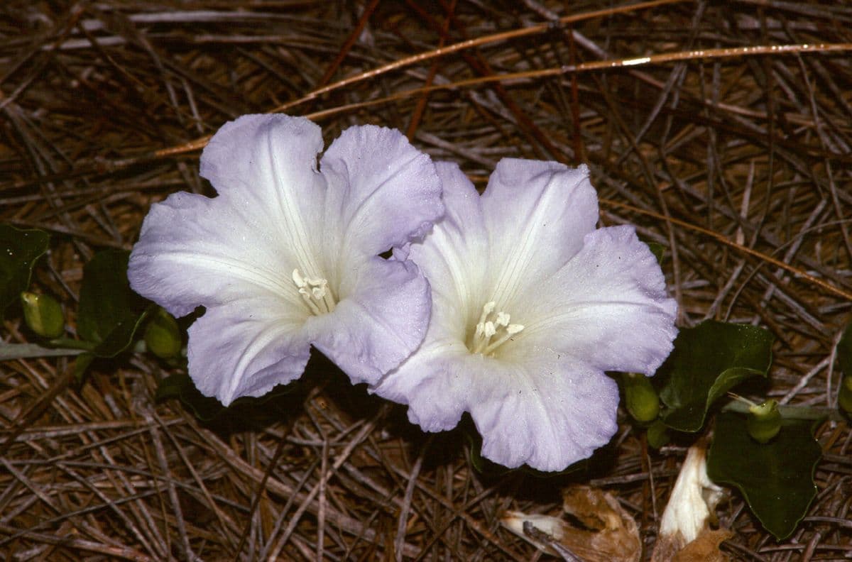 Bonamia