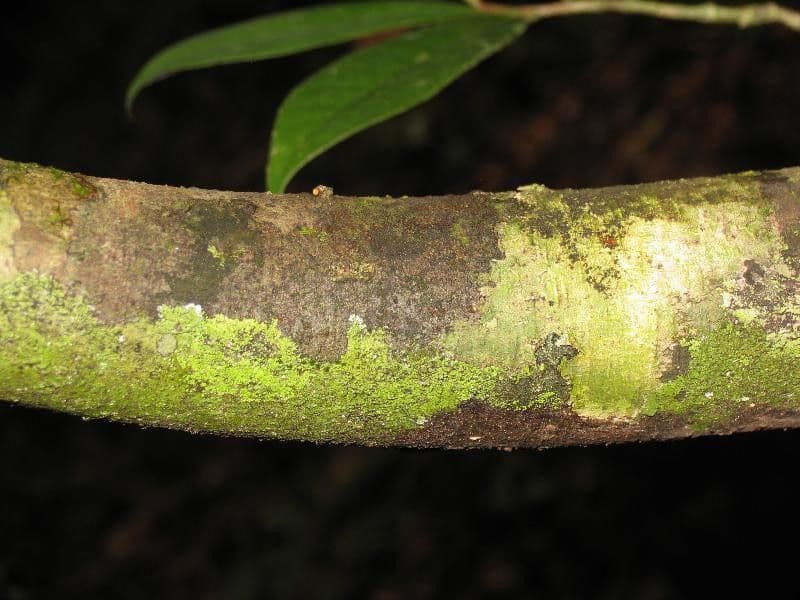 Anaxagorea 14
