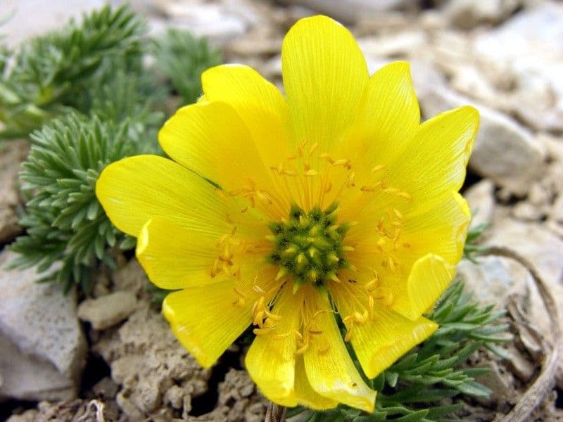 Adonis 3