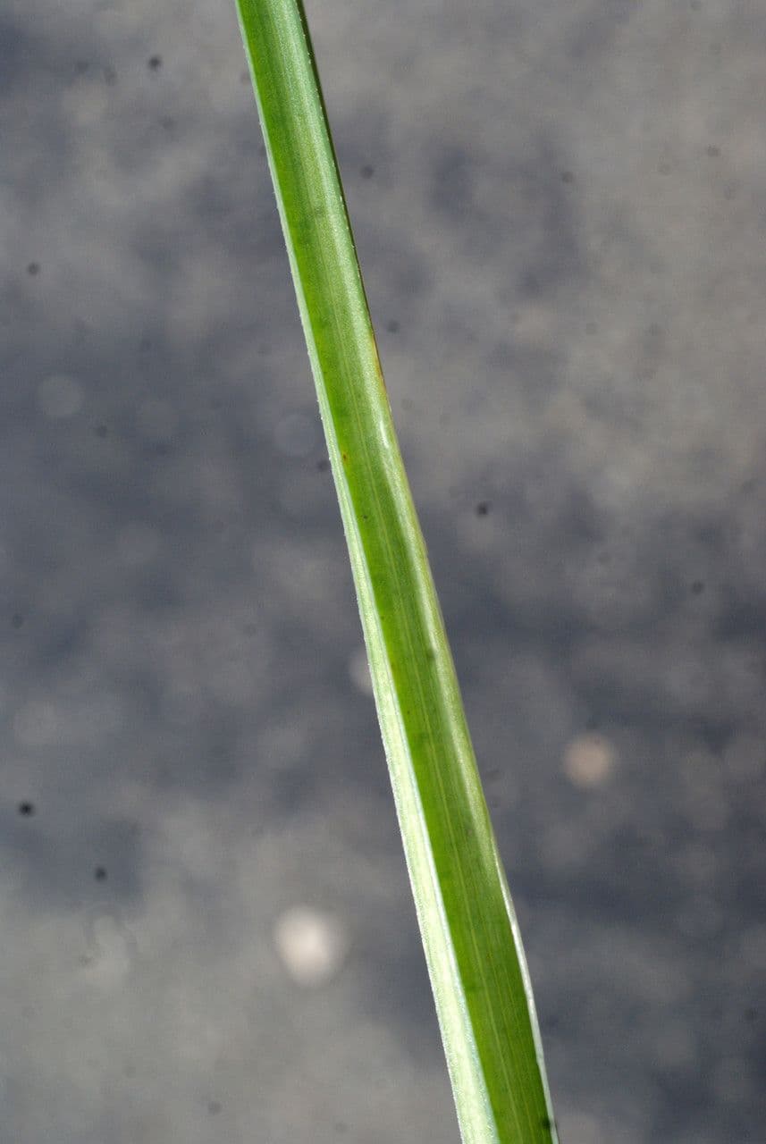 Iris tuberoso 19