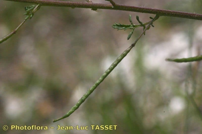 Erucastrum gallico