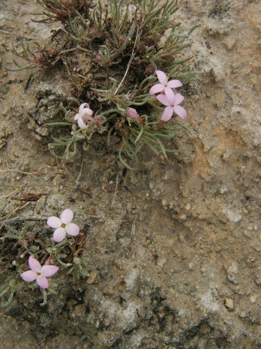 Houstonia rossa 6