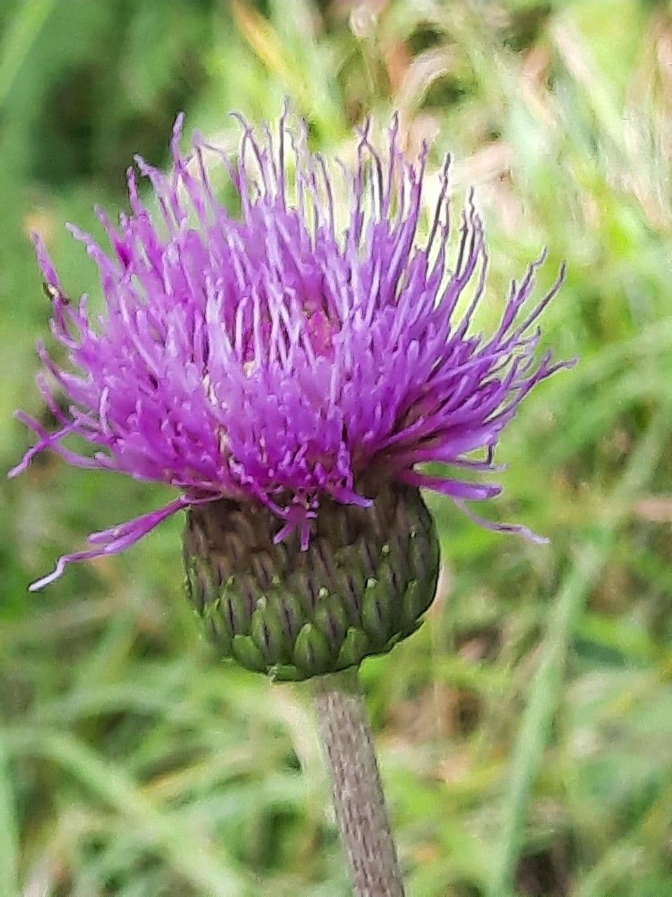 Cardo eterofillo 6