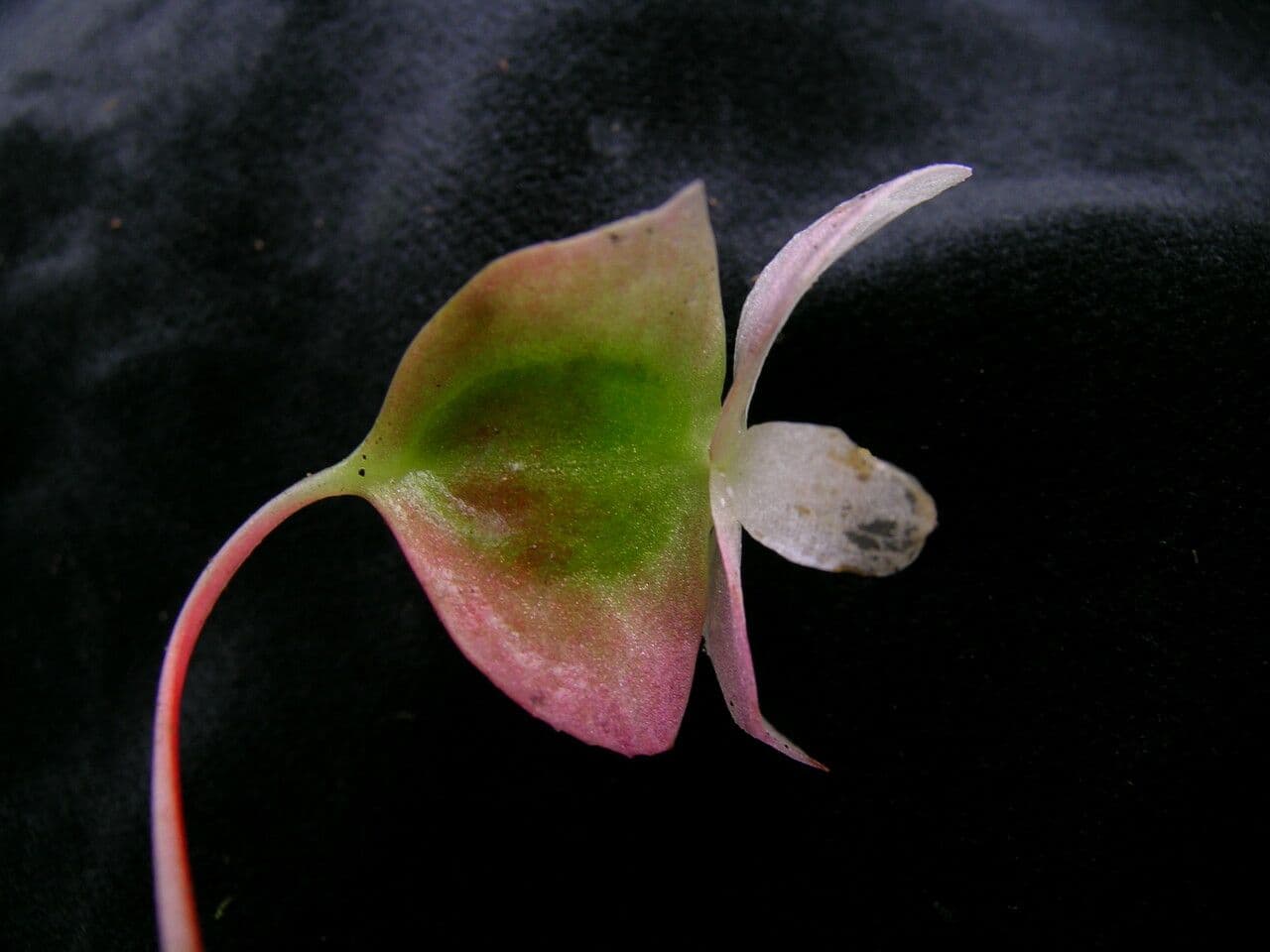 Begonia 4