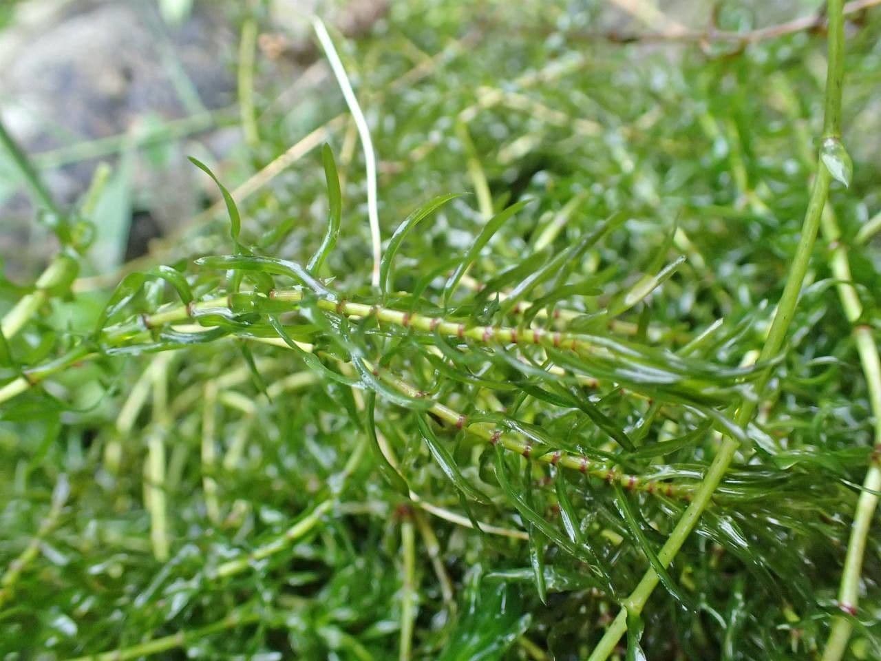 Schmalblättrige Wasserpest 6