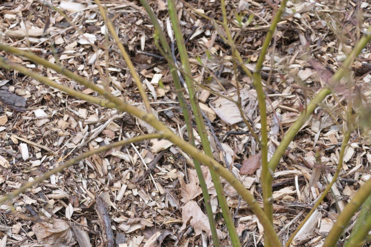 Helwingia 8