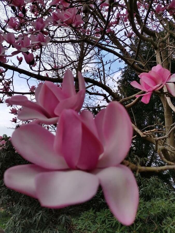 Magnolia di Campbell 7