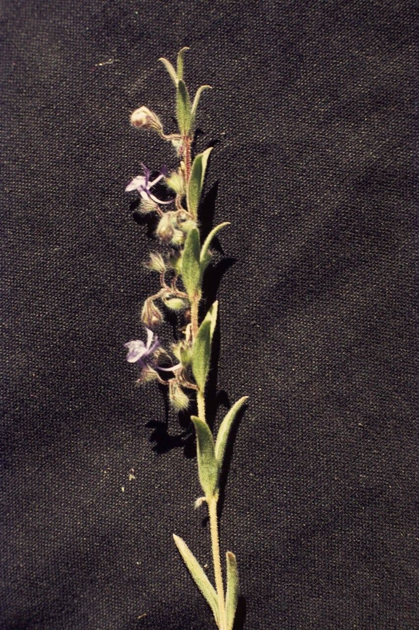 Trichostema lanceolatum 11