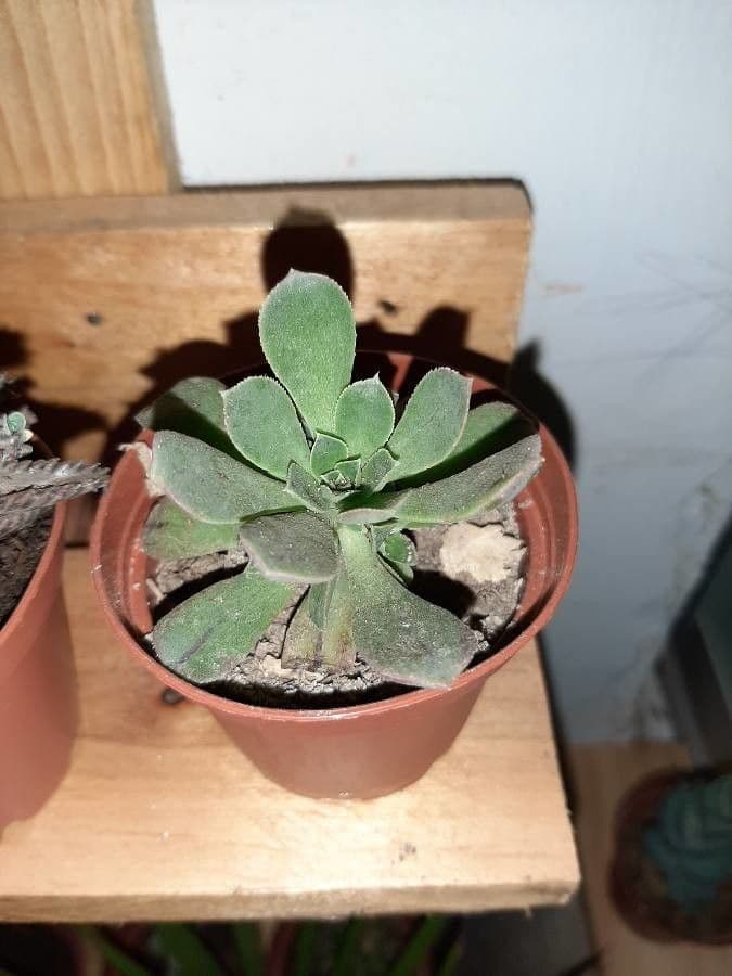 Echeveria 23
