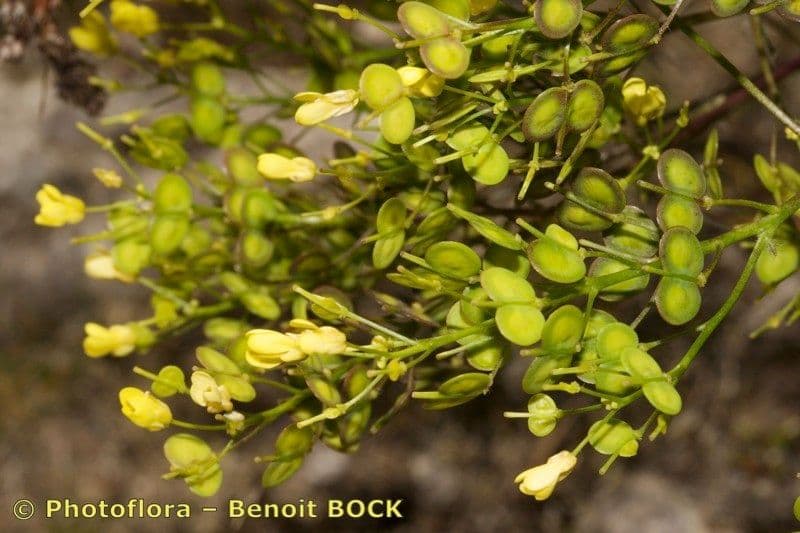 Biscutella arvernensis 21